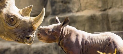 Black rhino mother and baby