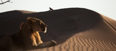 Vanishing Kings - Namibia's Desert Lion