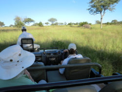 Open Safari Vehicles vs. Closed Safari Vehicles