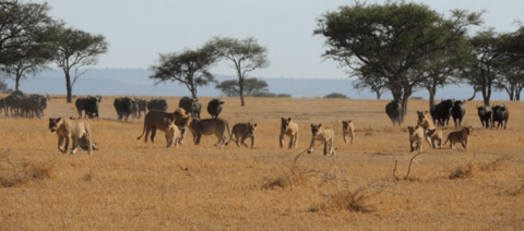 Singita Grumeti Reserve Tanzania