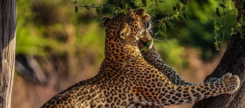 Tladi – Mombo Camp’s Famous Leopard