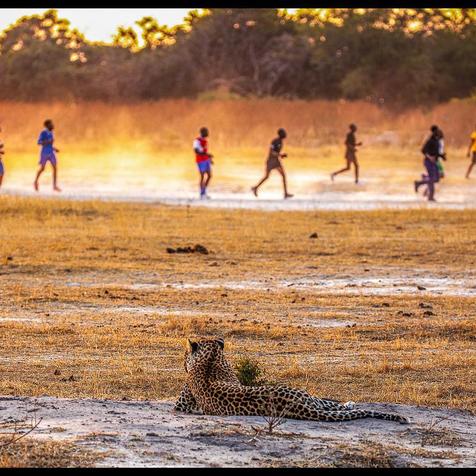 Tladi – Mombo Camp’s Famous Leopard